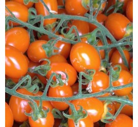Pomodoro Datterino Arancione - Az. Agricola Morana Mario