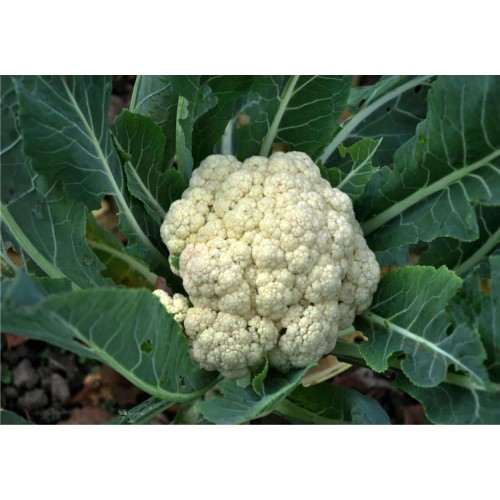 Broccolo Bianco