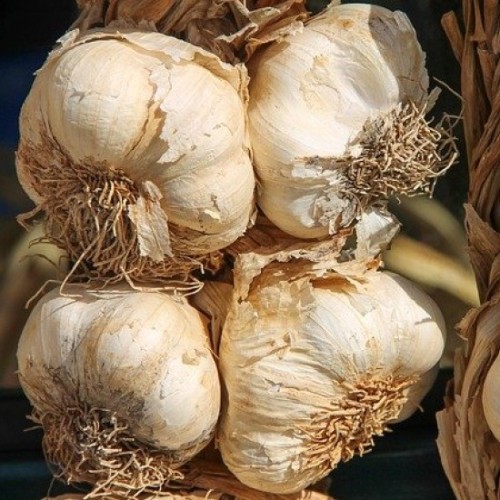 aglio bianco