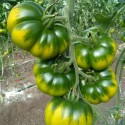 Pomodoro Costoluto Verde- Verdurazon.it, ortaggi siciliani online