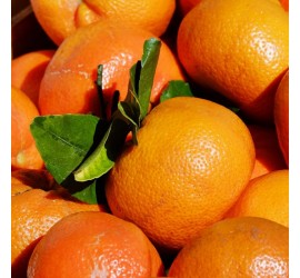 mandarino tardivo