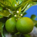 Lime Tahiti- Verdurazon.it, ortaggi siciliani online