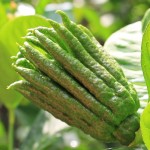 Cedro Mano di Buddha- Verdurazon.it, agrumi siciliani online