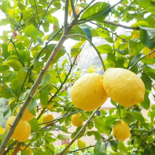 Limone Lunario - Verdurazon.it, agrumi siciliani online