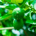Limone Lunario - Verdurazon.it, agrumi siciliani online
