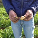 aglio bianco