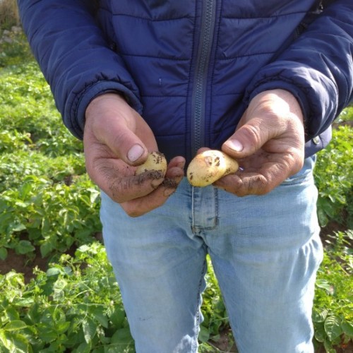 aglio bianco