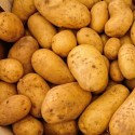 aglio bianco