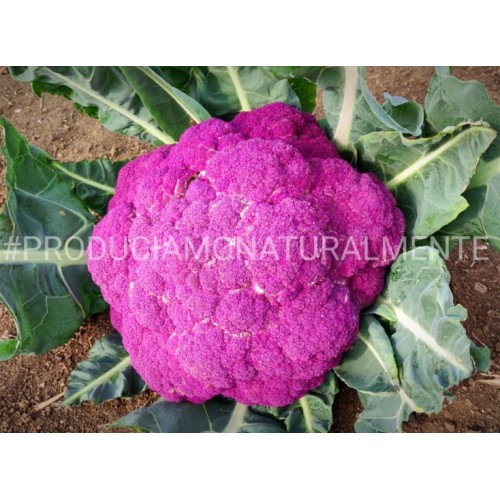broccolo viola siciliano - az. agricola morana