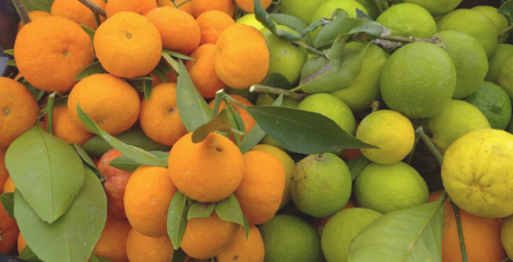 agrumi siciliani, arance e limoni