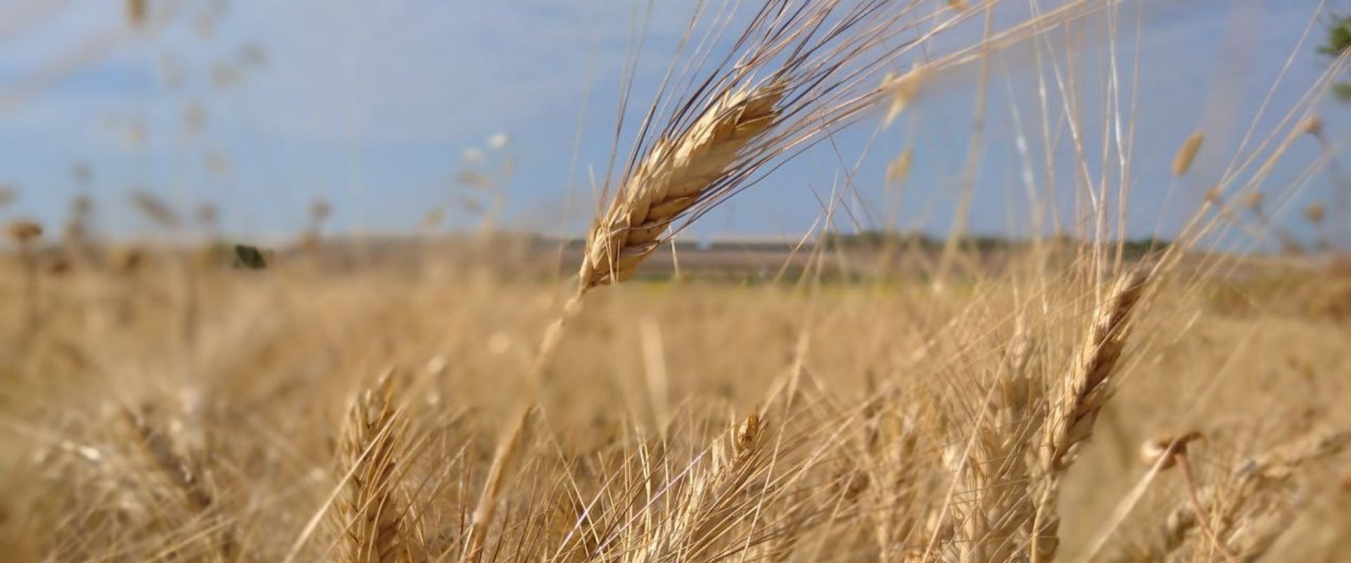 campo di grano in sicilia